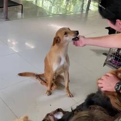 When inside, they pull themselves around on a smooth floor - its sad, but they seem very happy