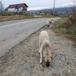 Sheep dogs in a Sibiu suburb