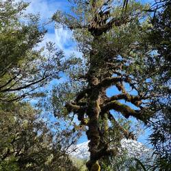 Cet arbre a des locataires différents à chaque étage