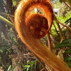 Comment ne pas être en arrêt devant cet embryon de feuille?