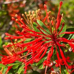 L'arbre de feu (Embothrium coccineum). Ce vermillon nous suit le long de notre route.