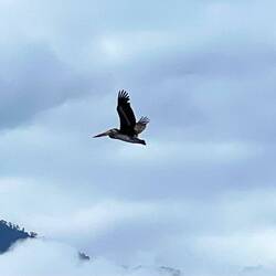 Fascination de cet oiseau étrange et majestueux