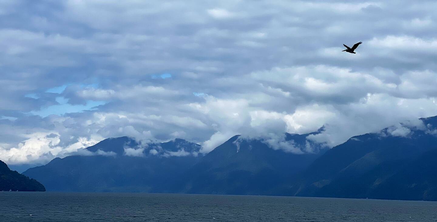 Le vol somptueux d'un pélican. Nous sommes dans un autre monde.
