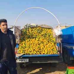 Oranges by the van load