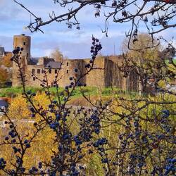 Schlehen vor Burg Reuland!