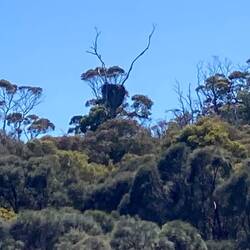 Sea Eagle nest.