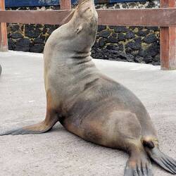 Yogaposer