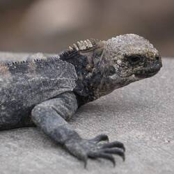 Bebe Iguana (📸 by Jana)