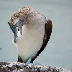 Bluefooted Boobie (📸 by Jana)