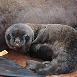 Bebe Seelöwe (📸 by Jana)