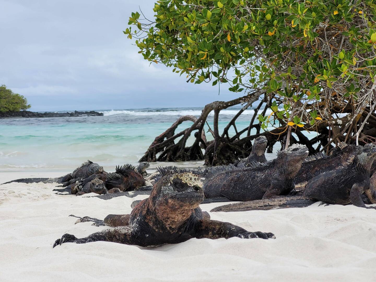 Marine Iguana