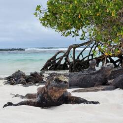Marine Iguana