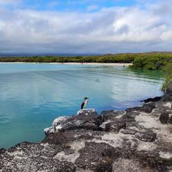 Bluefooted Boobie ir Tortuga Laguna