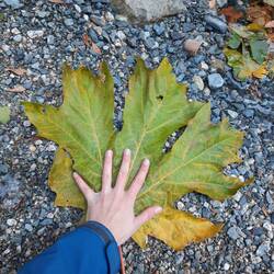 Großes Blatt
