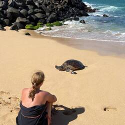 Schildkröte am Secret Beach