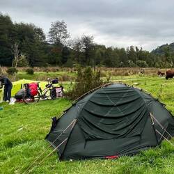 Camping avec des vaches et des français