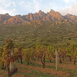 Hier gibt's tolle Weinanbaugebiete