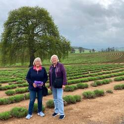 Bridestowe Lavender Farm.