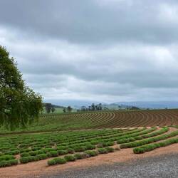Bridestowe Lavender Farm.