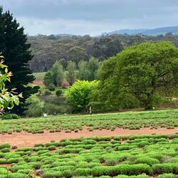 Bridestowe Lavender Farm.