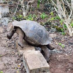 Große Hindernisse in der Aufzuchtstation Galapaguera 🐢