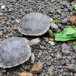 Baby-Riesenschildkröten am Mampfen 🍃