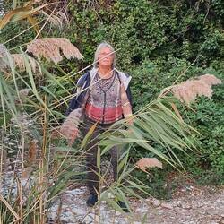 Schilf, eigentlich am Uferrand