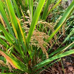 Rice fields, Penestanan.