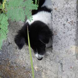 Penestanan. Couldn't figure out what the dog was so interested in.