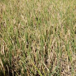 Rice fields, Penestanan.