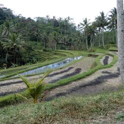 Rice terraces seen on the way to the temple.