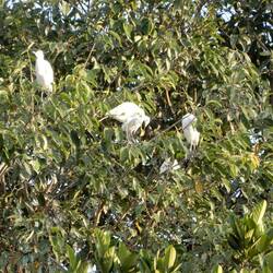 Herons roosting, Petulu.