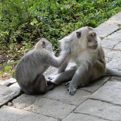 Monkey Forest.