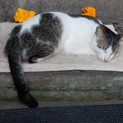 Snoozing cat, Yellow Flower Cafe.