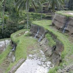 Tegellang rice terraces.