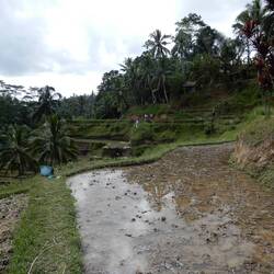Tegellang rice terraces.