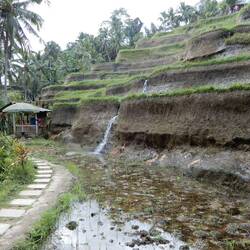 Tegellang rice terraces.