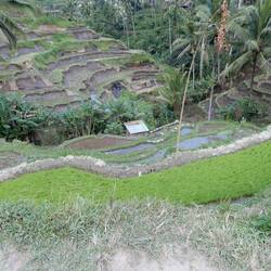 Tegellang rice terraces.