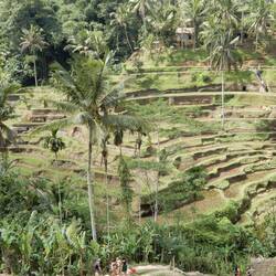 Tegellang rice terraces.
