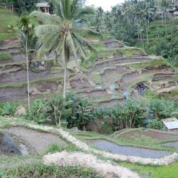 Tegellang rice terraces.