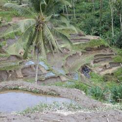 Tegellang rice terraces.