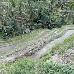 Tegellang rice terraces.