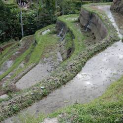 Tegellang rice terraces.