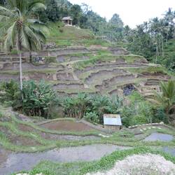 Tegellang rice terraces.