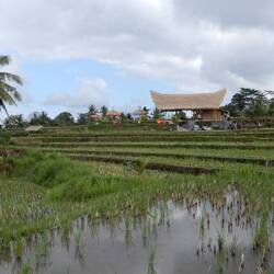 Campuhan Ridge.