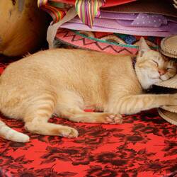 Snoozing cat, Campuhan Ridge.