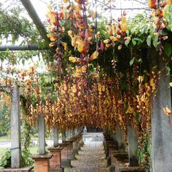 Bedugul Botanic Garden.