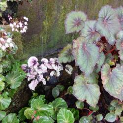 Bedugul Botanic Garden.