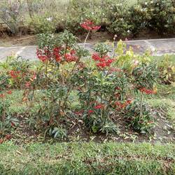 Bedugul Botanic Garden.