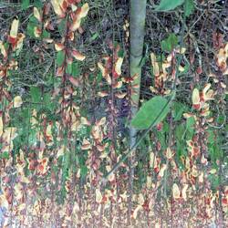 Bedugul Botanic Garden.